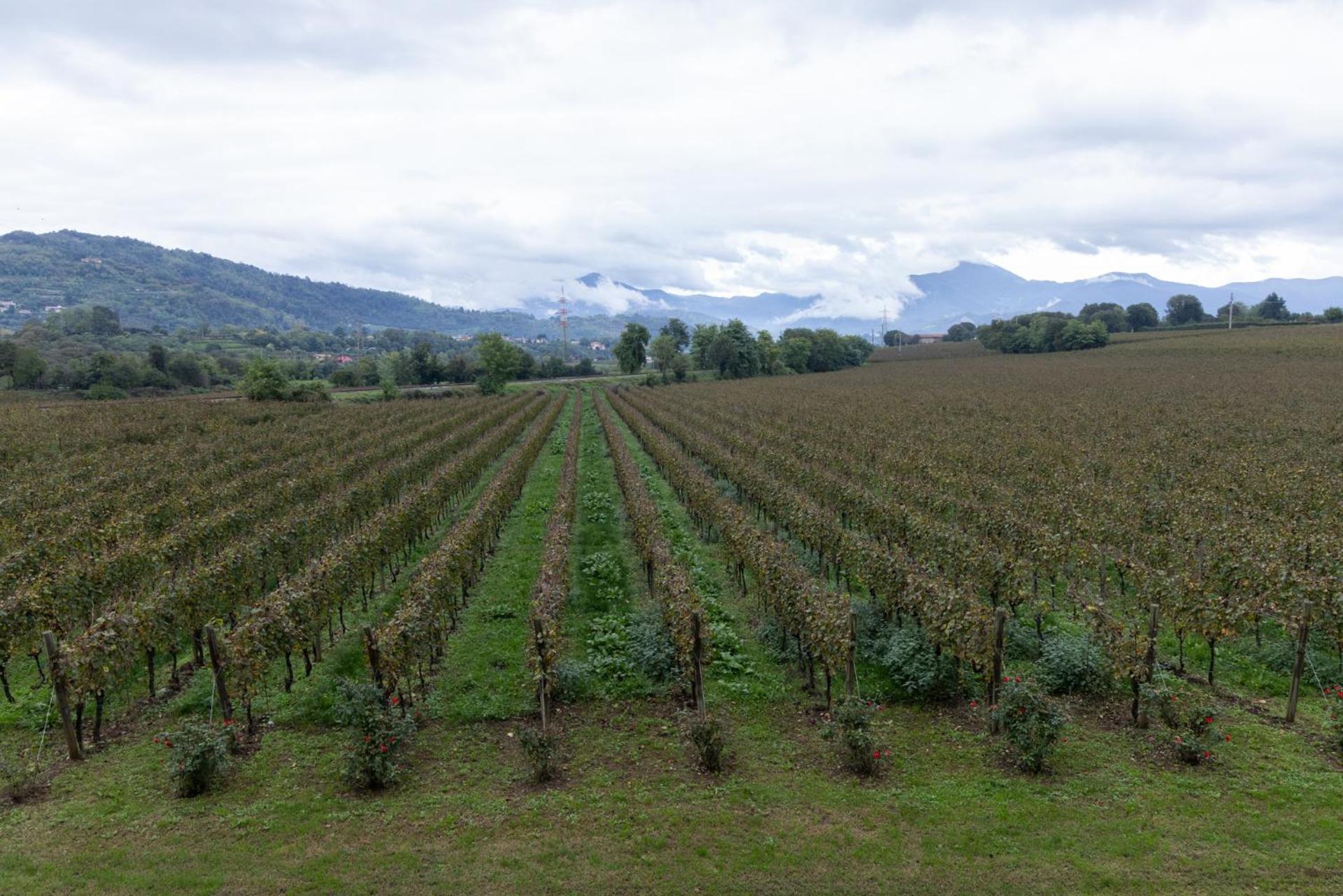 Agriturismo Ripa Del Bosco Capriolo Bagian luar foto